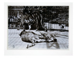 Tigers at London Zoo, 1870S Reproduction procédé giclée par English Photographer 