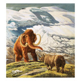 Mammoth Meets Rhinocerous Giclee Print by Tansley 