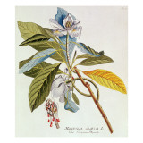 Magnolia Glauca Giclée-tryk af German School Magnolia Glauca Giclée-tryk af German School