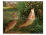 Trout at Winchester Giclee Print by Valentine Thomas Garland