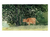 Cow in Pasture, 1878 Impressão giclée por Winslow Homer Cow in Pasture, 1878 Impressão giclée por Winslow Homer