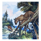 Puma on the Prowl, 1963 reproduction procédé giclée par G. W Backhouse
