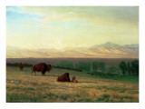 Buffalo on the Plains, C.1890 reproduction procédé giclée par Albert Bierstadt