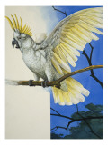 Sulphur-Crested Cockatoo Giclee Print by R. B. Davis