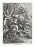 Extracting Pulque Giclee Print by Edouard Riou