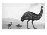 An Emu with Her Chicks Giclee Print by English School 