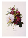 Peonies, Engraved by Prevost Giclee Print by P.j. Redoute