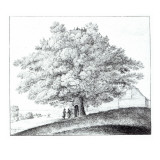 Hollow Tree at Hampstead, 1663 Giclee Print by Wenceslaus Hollar