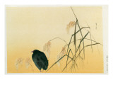 Blackbird, Edo Period Reproduction procédé giclée par Japanese School 
