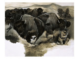 Charging Buffalo Giclee Print by G. W Backhouse