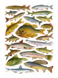 Fresh-Water Fish - Canadian Giclee Print by English School 