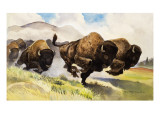 These Buffalo are Bison, 1962 reproduction procédé giclée par G. W Backhouse
