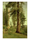 California Redwoods reproduction procédé giclée par Albert Bierstadt