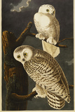 Snowy Owl Giclee Print by Audubon 