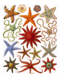 Etoile de mer Reproduction procédé giclée par English School 