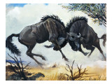 Horns of Fury, 1964 Giclee Print by G. W Backhouse