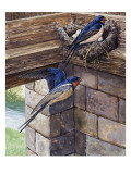 Swallows Giclee Print by English School 