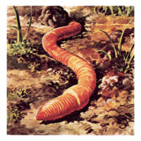 Worm Giclee Print by English School 