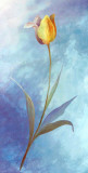 Flowers in Blue Prints by M. Phillys