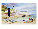 Sea Birds Giclee Print by John Rignall