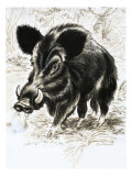 Wild Boar Giclee Print by English School 