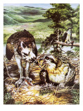Ospreys Nesting Giclee-trykk av Janet Blakeley Ospreys Nesting Giclee-trykk av Janet Blakeley