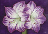 Amaryllis Amour Affiches par Kaye Lake