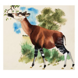 Okapi Giclee Print by Arthur Oxenham