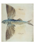 Flying-Fish Reproduction procédé giclée par John White