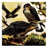 A Cast of Hawks Giclee Print by English School 