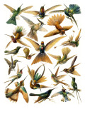 Humming Birds Giclee Print by English School 