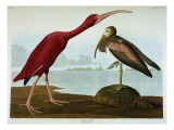 Scarlet Ibis Giclee Print by Audubon 