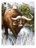 Buffalo Giclee Print by Susan Cartwright