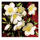 Christmas Roses Lámina giclée por English School