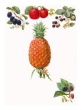 Fruits Giclee Print by English School 