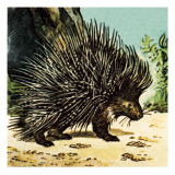 Porcupine Giclee Print by English School 