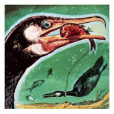 Cormorant Reproduction procédé giclée par English School 