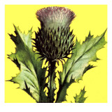 Chardon reproduction procédé giclée par English School 