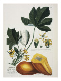Papaya Giclee Print by Georg Dionysius Ehret