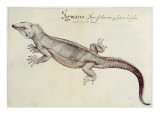 Iguana Giclee Print by John White