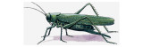 Grasshopper, 1966 Giclee Print by R. B. Davis