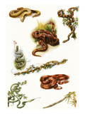 Snakes Giclee Print by English School 