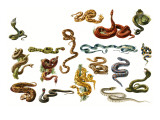 Snakes Giclee Print by English School 