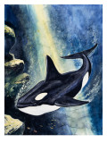 Killer Whale Giclee Print by G. W Backhouse