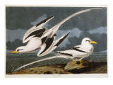 Tropic Bird Giclee Print by Audubon 