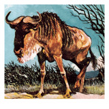 Gnu or Wilderbeast Giclee Print by English School 