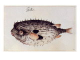 A Burrfish Giclee Print by John White