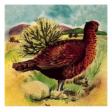 Red Grouse Giclee Print by English School 
