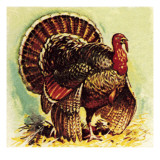 Christmas Turkey Giclee Print by English School 