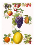 Fruits Giclee Print by English School 
